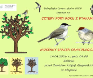 Wiosenny spacer z ptakami w Głogowie. Dołącz do wydarzenia