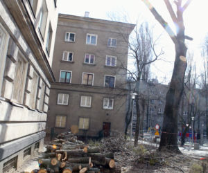 Wycinka drzew w Warszawie