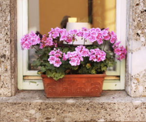pelargonia10.jpg