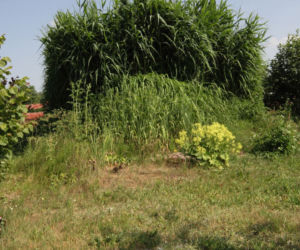 Oczyszczalnia hydrofitowa