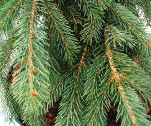 Świerk biały 'Pendula'