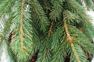 Świerk biały 'Pendula' - Picea glauca 'Pendula'
