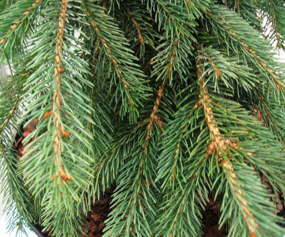 Świerk biały 'Pendula'