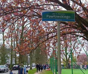 Pchli targ na Pogodnie