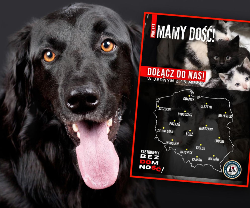 „MAMY DOŚĆ!”. Jednoczesne protesty w 15 miastach. Aktywiści apelują: Stop cierpieniu zwierząt w Polsce