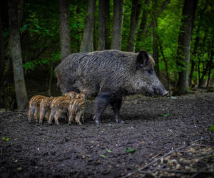 Starosta podwarszawski ma szokujący plan. Chodzi o walkę z dzikami