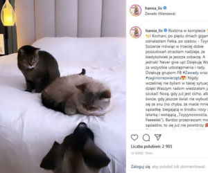 Hanna Lis odnalazła swoje koty