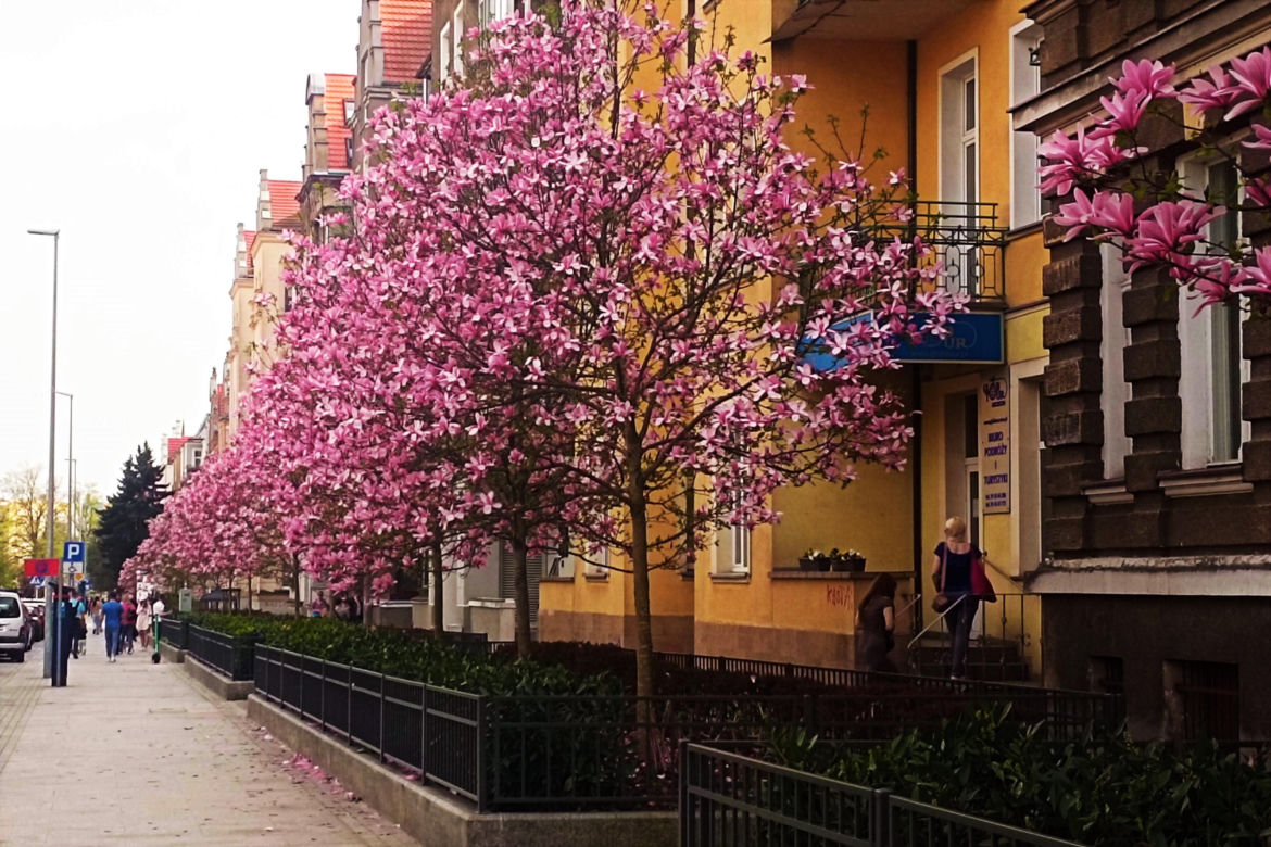 Magnolie w Szczecinie