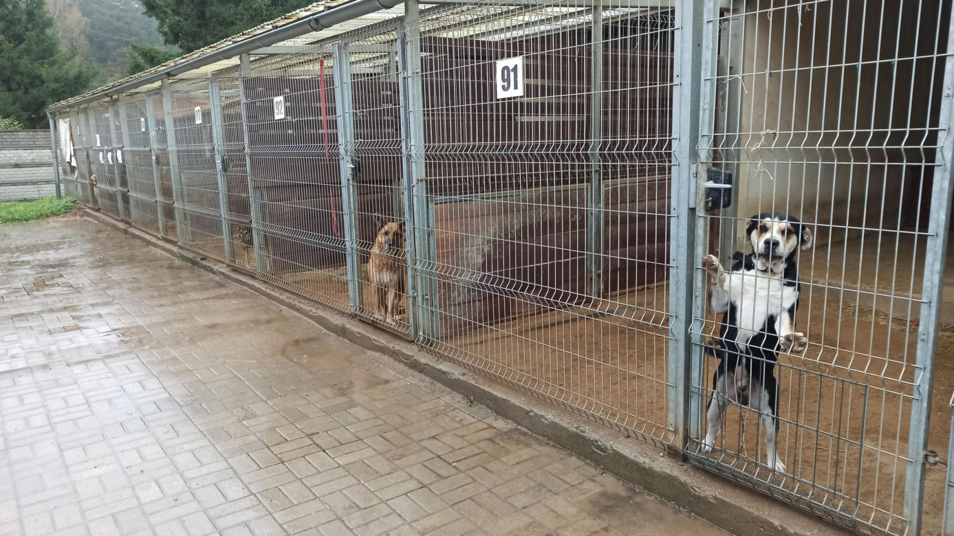 Schronisko dla Zwierząt w Olsztynie