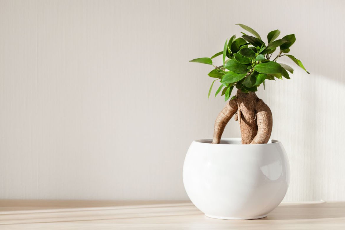 Bonsai Ficus Ginseng