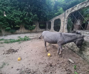 Dramat zwierząt w mini ZOO w Kałkowie