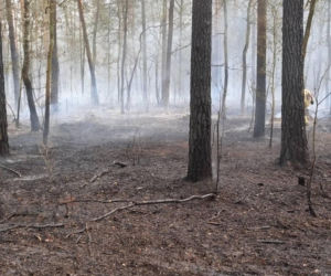 Groźny pożar lasu pod Warszawą! Wybuchł w ważną rocznicę