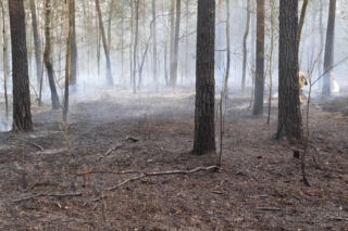 Groźny pożar lasu pod Warszawą! Wybuchł w ważną rocznicę