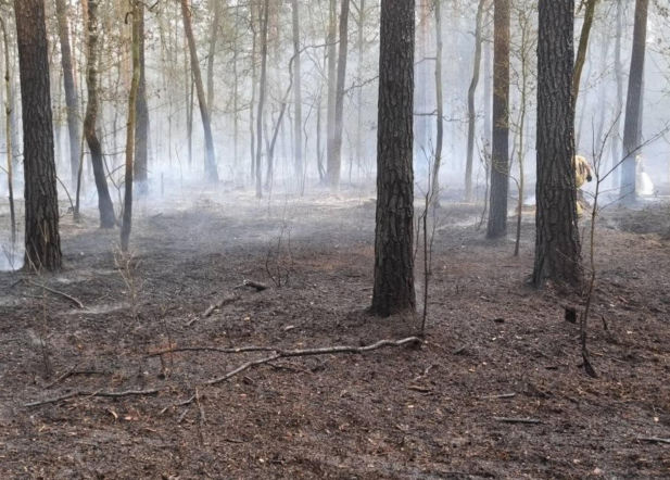 Groźny pożar lasu pod Warszawą! Wybuchł w ważną rocznicę