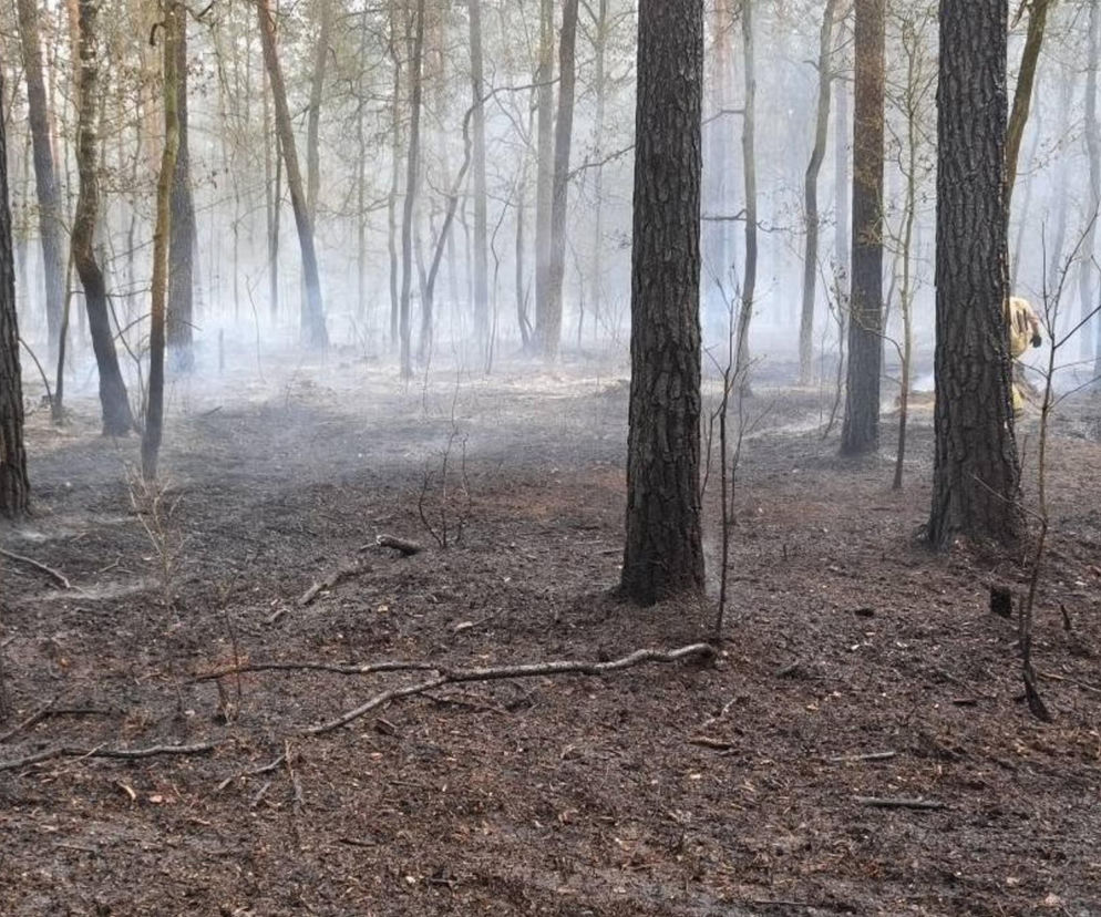 Groźny ogień pod Warszawą. Wybuchł w rocznicę wielkiej katastrofy