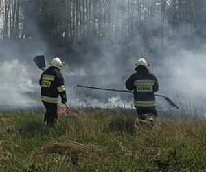 Strażacy uratowali z pożaru dwie malutkie sarenki