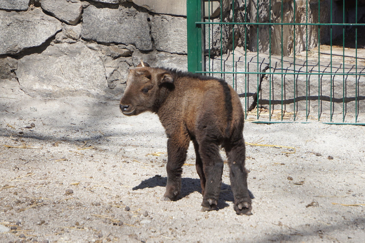 We wrocławskim zoo urodził się drugi w Polsce takin złoty