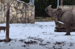 Mandżuk chiński i nosorożec indyjski starły się w Zoo Wrocław! Ponad zwierzętami jest 1,6 tony różnicy [ZDJĘCIA]