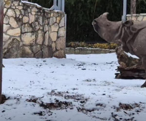 Mandżuk chiński i nosorożec indyjski starły się w Zoo Wrocław! Ponad zwierzętami jest 1,6 tony różnicy [ZDJĘCIA]