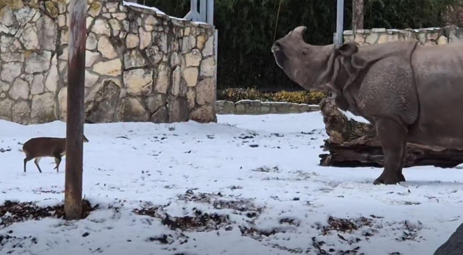 Mandżuk chiński i nosorożec indyjski starły się w Zoo Wrocław! Ponad zwierzętami jest 1,6 tony różnicy [ZDJĘCIA]