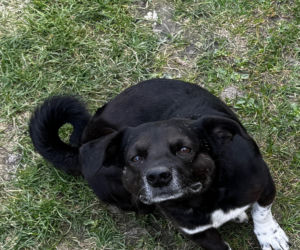 Miała wziąć zegar w kształcie słonia i zabić nim własną matkę. Mała wieś na Lubelszczyźnie w szoku