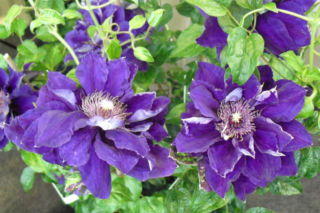 Powojnik wielkokwiatowy 'Shin-shigyoku' - Clematis 'Shin-shigyoku'