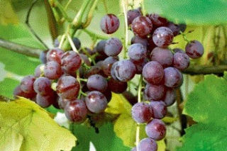 Winorośl ‘Swenson Red’ - Vitis ‘Swenson Red’