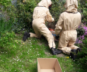 Rój pszczół obsiadł ozdobne krzewy. Piesi musieli chodzić drugą stroną