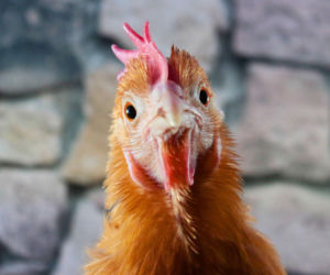 Ciekawe odkrycie naukowców. Pióra kur pomogą w budowie tanich ogniw wodorowych!