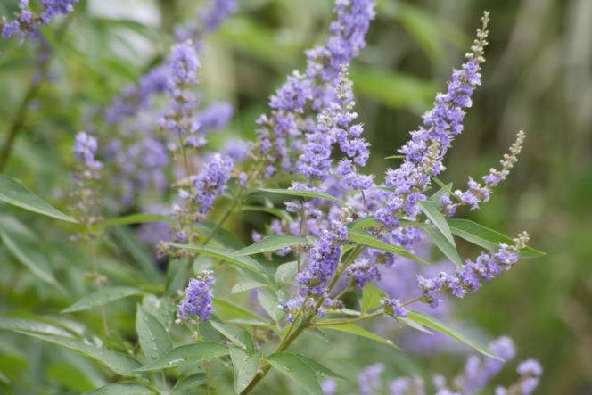 Niepokalanek pospolity