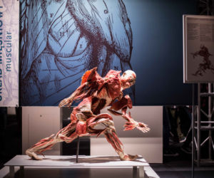 Bodies Revealed