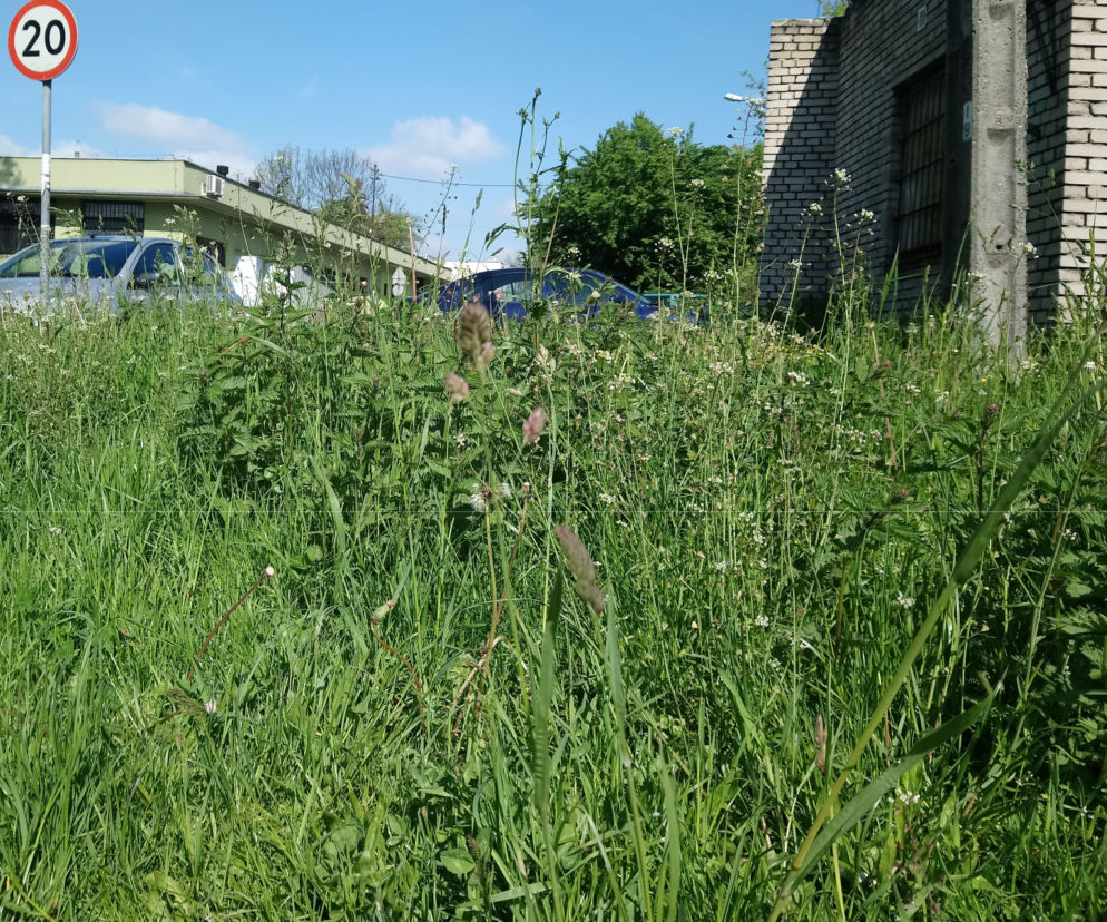 Witamy w dżungli, czyli w Bieńczycach: trawa do pasa i zarośnięte ławki