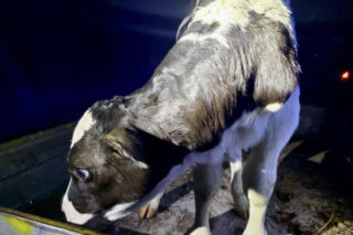 Znaleziony zgubiony cielak ma DK2 w Zbuczynie