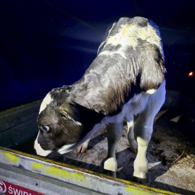 Znaleziony zgubiony cielak ma DK2 w Zbuczynie