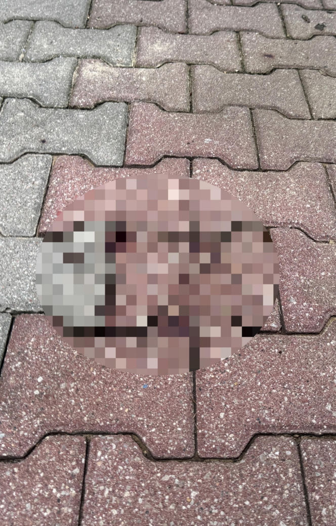 Tragedia w Lublinie. Kurier potrącił seniorkę. Kobieta nie żyje