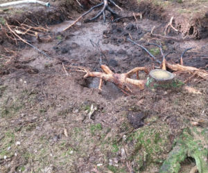 Rozpalili ognisko w lesie, żeby upiec kiełbaski. Mogło spłonąć 150 ha cennego lasu
