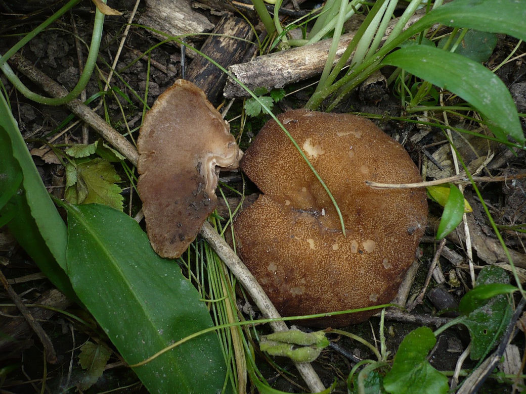 Krążkówka żyłkowana
