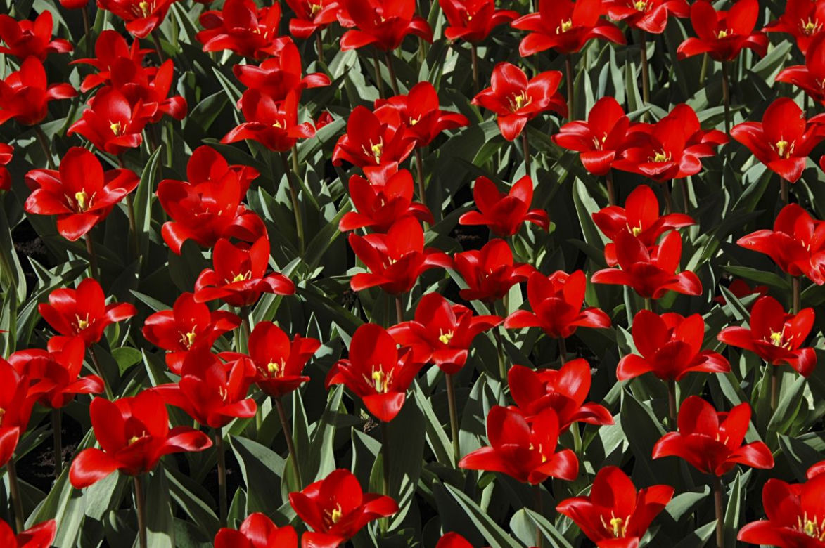 Tulipany Kaufmanna