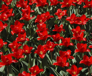Tulipany Kaufmanna