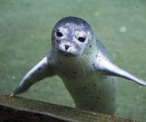 We wrocławskim zoo urodziły się dwie foki pospolite
