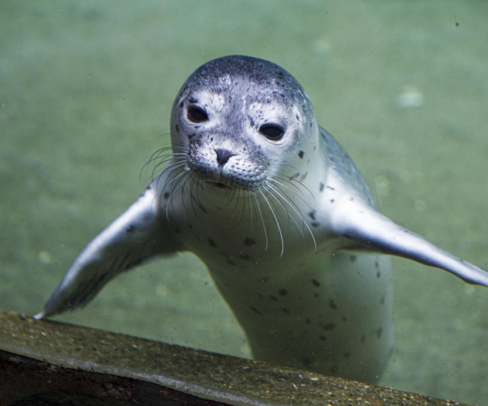 We wrocławskim zoo urodziły się dwie foki pospolite
