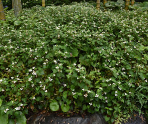 Pstrolistka sercowata