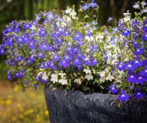 Lobelia przylądkowa