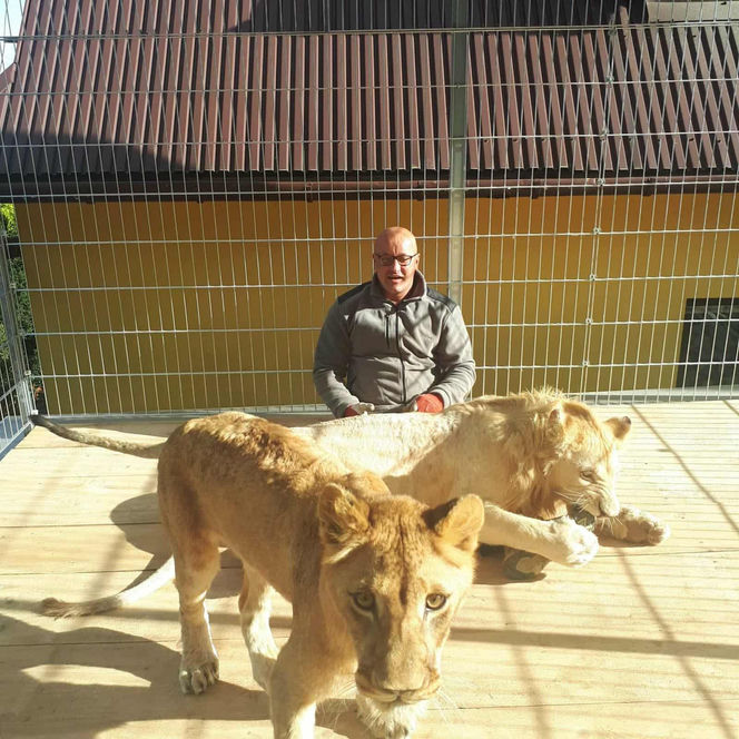 Mieszka z lwami odrzuconymi przez matkę i tygrysem. Usłyszał prokuratorskie zarzuty