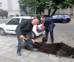  Kolejne drzewa wCOPane w Katowicach! [ZDJĘCIA, WIDEO]