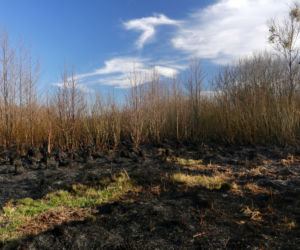 Biebrzański Park Narodowy UGASZONY. Zobacz, jakie zniszczenia spowodował ogień