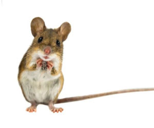 Mysz domowa