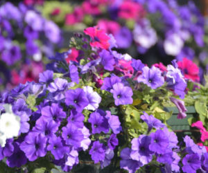 Petunia ogrodowa