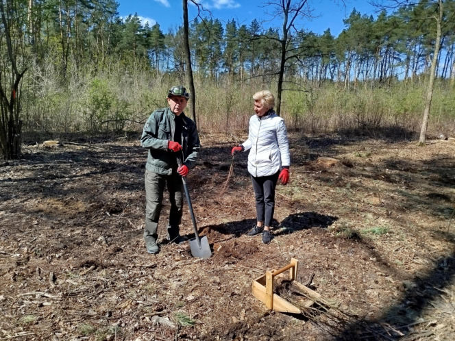 W Lesie Sekulskim rośnie już kilkaset nowych, młodych buków! Drzewa zasadzili członkowie siedleckiego samorządu i leśnicy