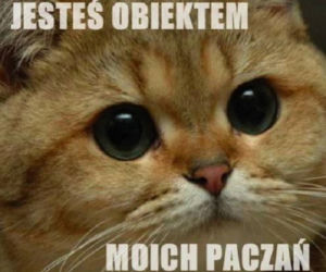 Memy na Światowy Dzień Kota 2020. One po prostu takie są! 